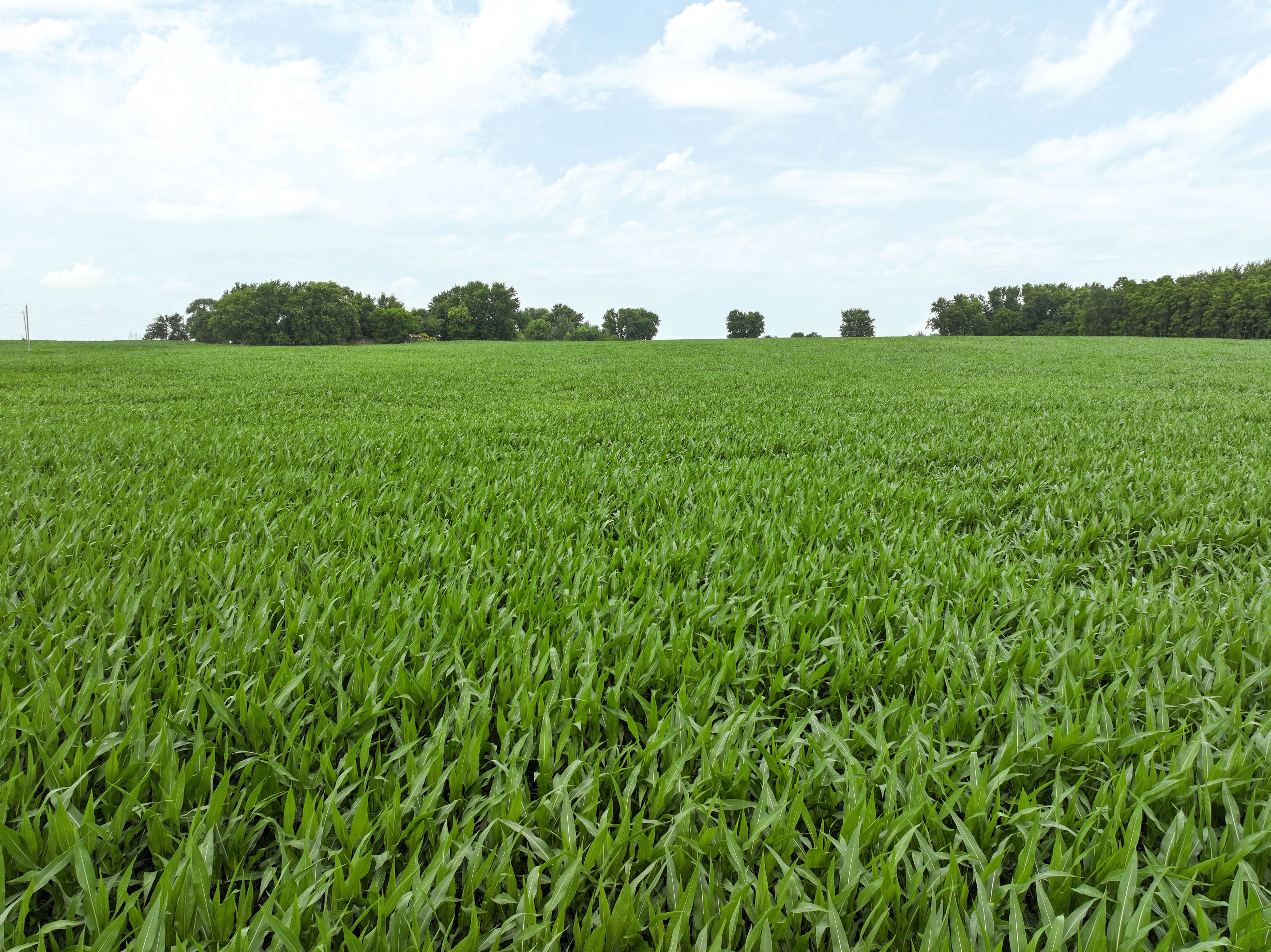 Listing Photo: 13 - Buchanan County Farmland Auction